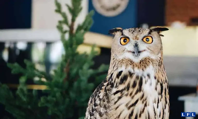 animais-de-estimacao-diferentes-1