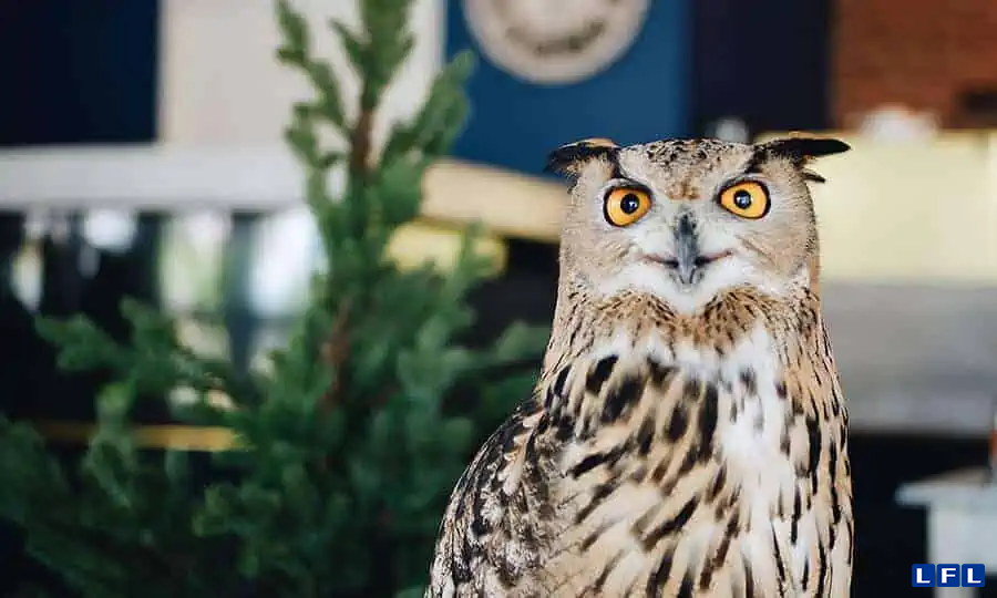 animais-de-estimacao-diferentes-1