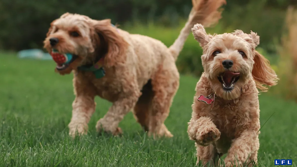 cachorro-creche-e1752530625243