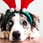 Furry Stars Famous Pets And Their Celebrity Owners In Hollywood