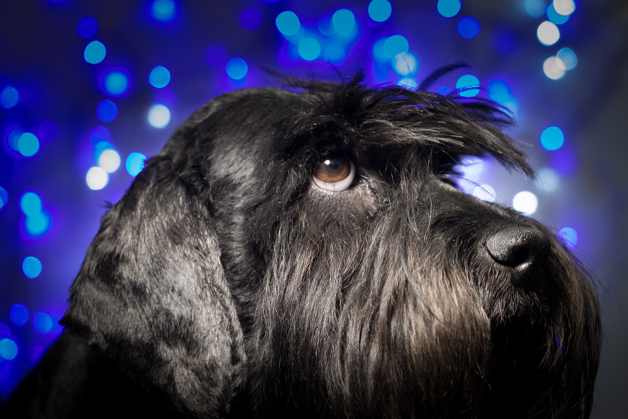 The Role of Celebrity Influence in Promoting Diversity in Pets