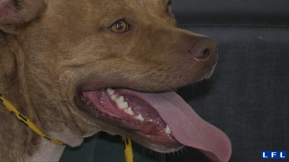 Cães da raça pit bull exigem adestramento especial? Lei estadual restringe a criação dos animais