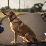 Editorial montage illustrating Brazil pet policy debate on dog ownership and livestock